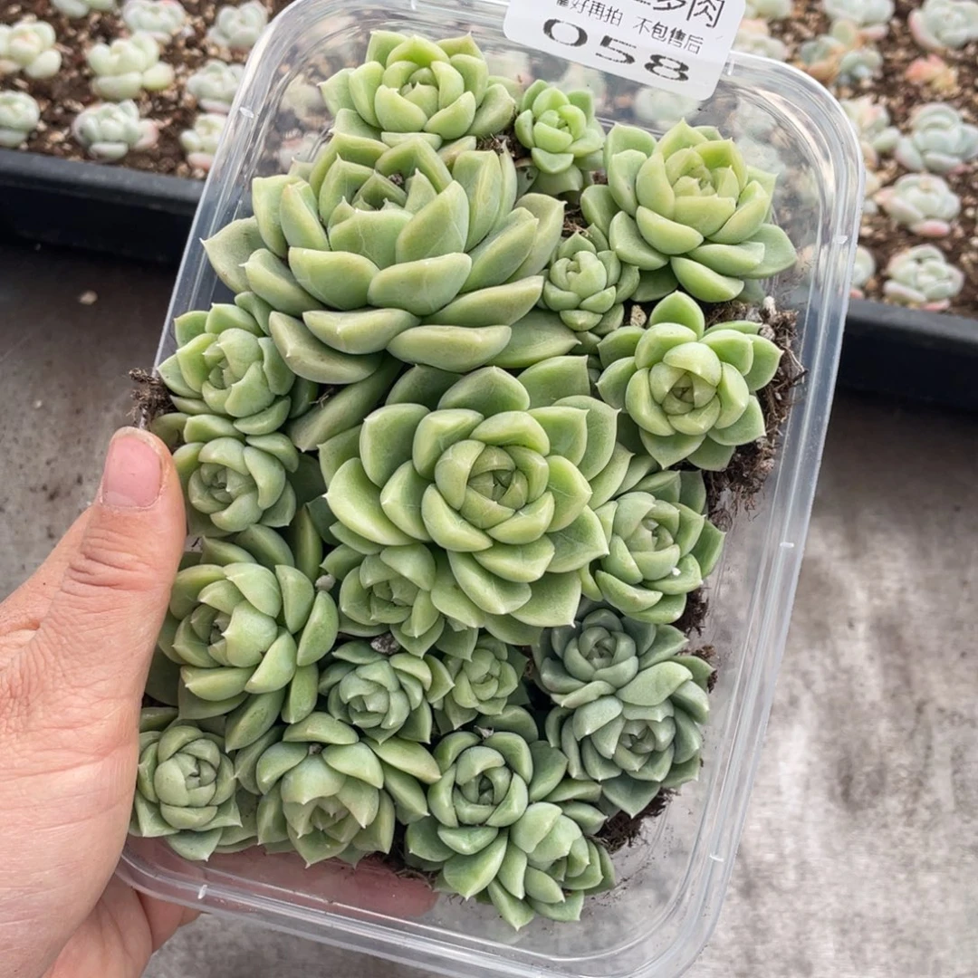 糕大上多肉植物058