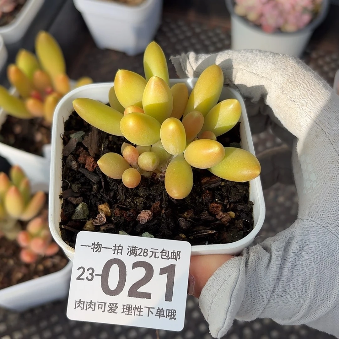 芒果奶无盆土发货无