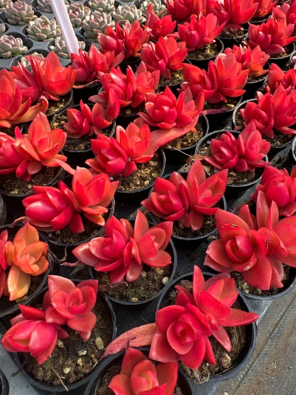 火祭多肉植物 脱土