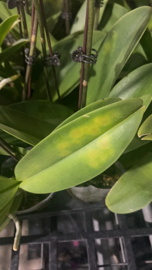 蝴蝶兰2.8（爆花安娜2