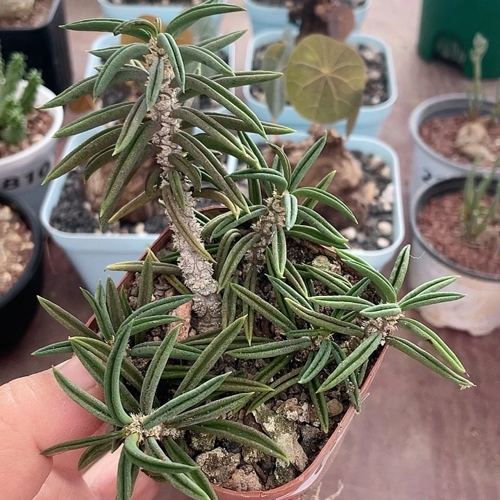 769桐叶麒麟块根，
