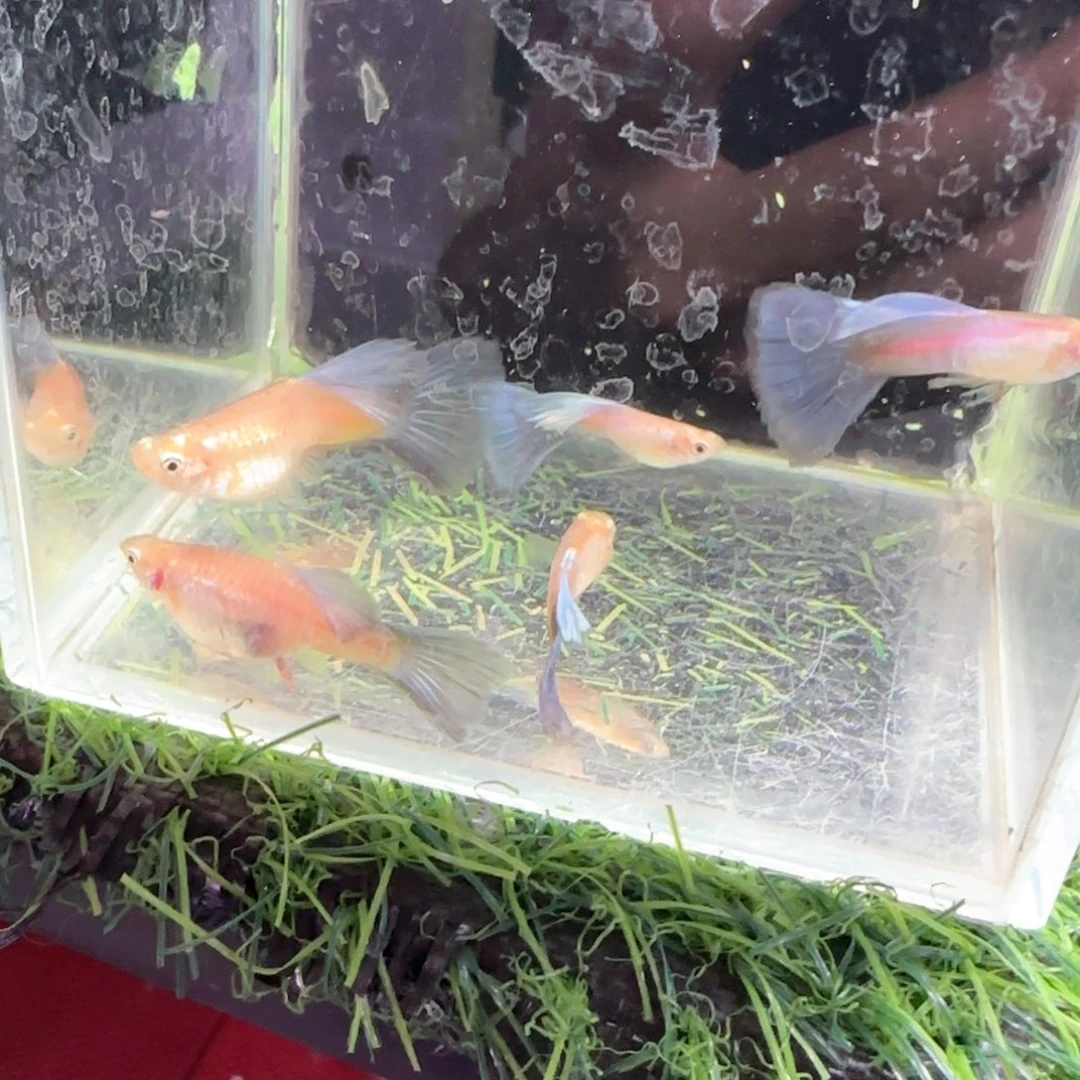 孔雀鱼拉朱莉紫尾3对