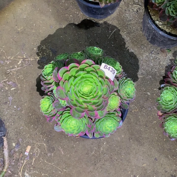 宋**爱奶白439000000000