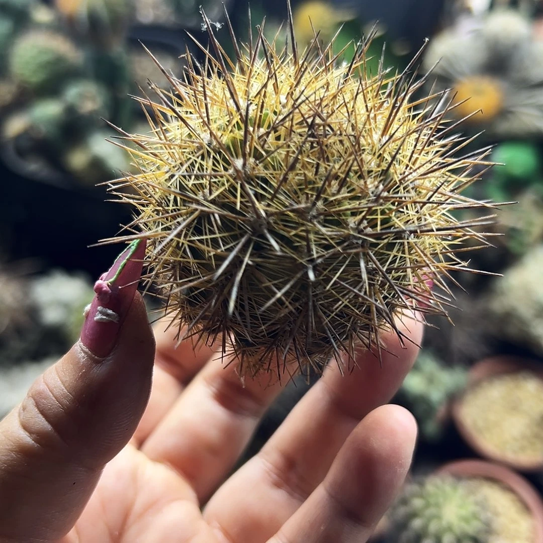 逆龙仙人球6666666