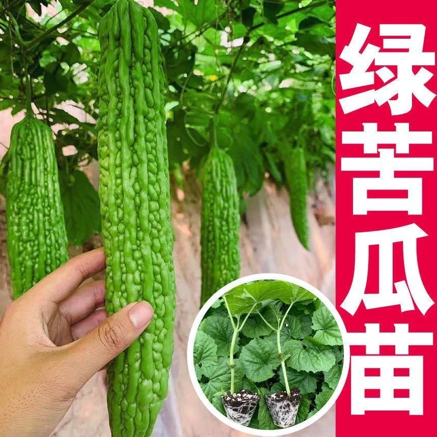 正宗大肉苦瓜苗阳台庭院大棚种植带土发货
