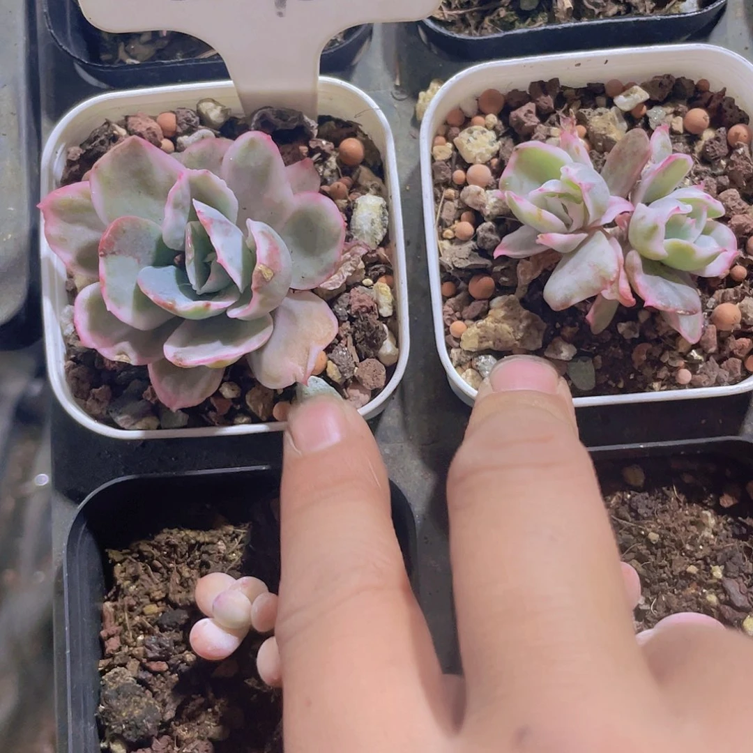 天****?伯克利锦e093一物一拍