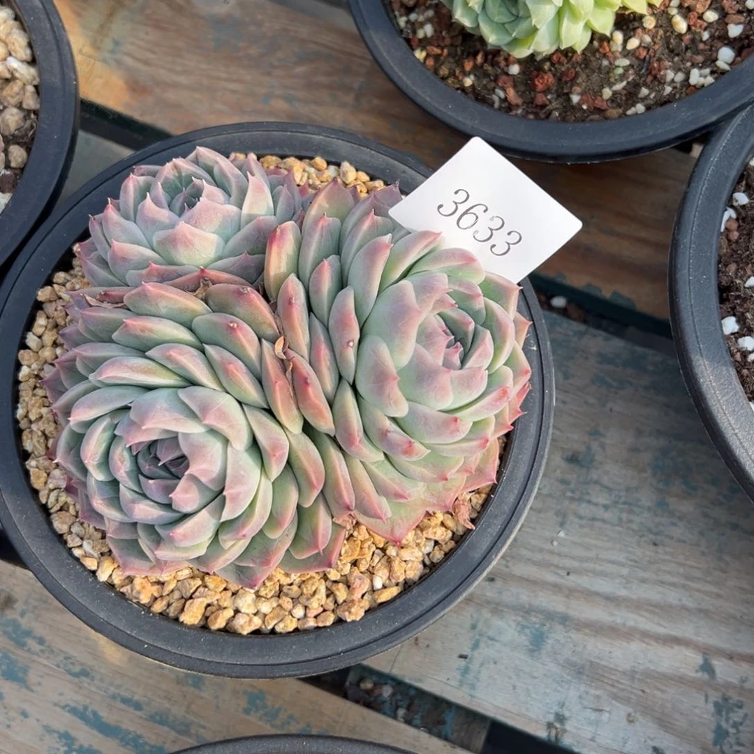 H****夏3933多肉多多的多的