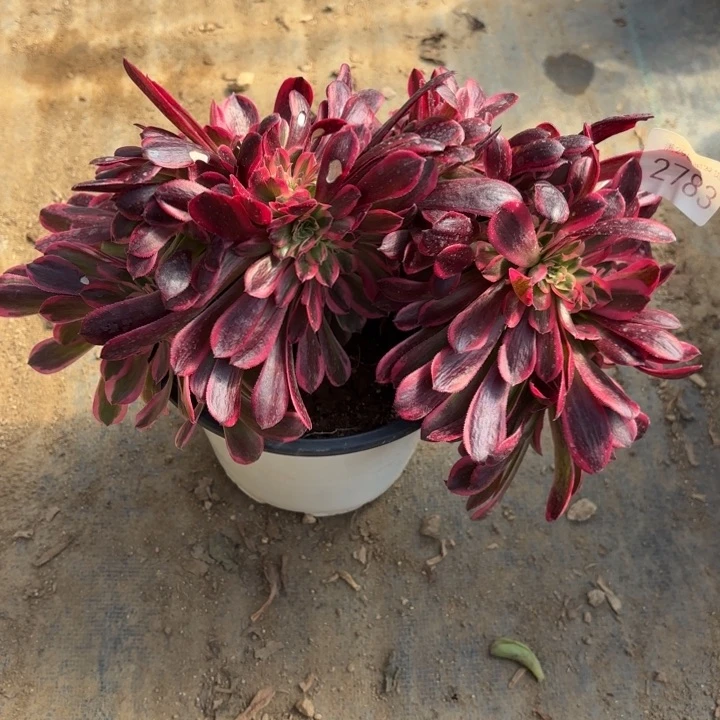 美杜莎坠多肉法师2783