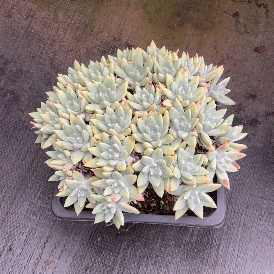 白姆多肉植物啦啦啦