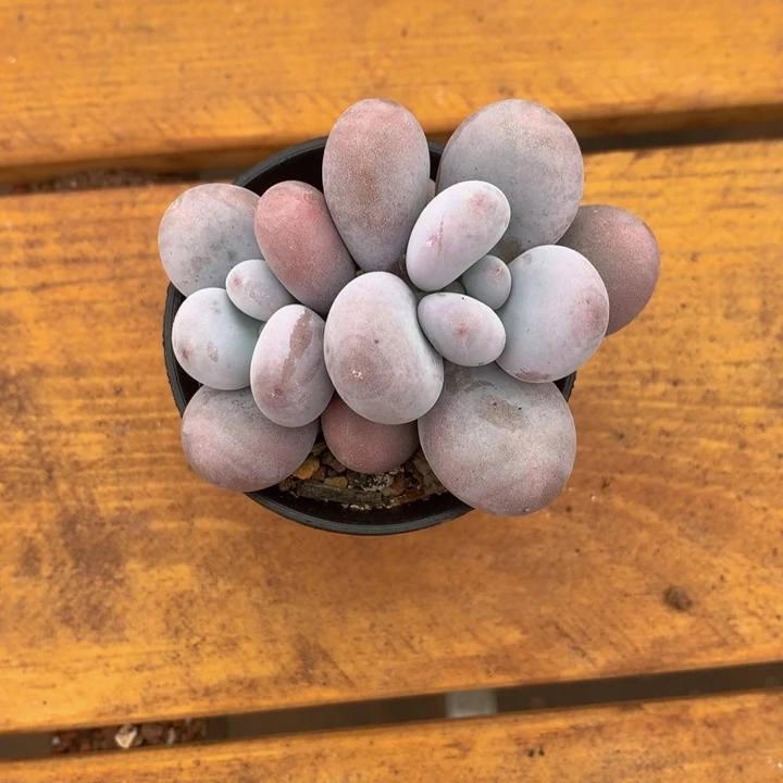 精控奶酪多肉一物一拍