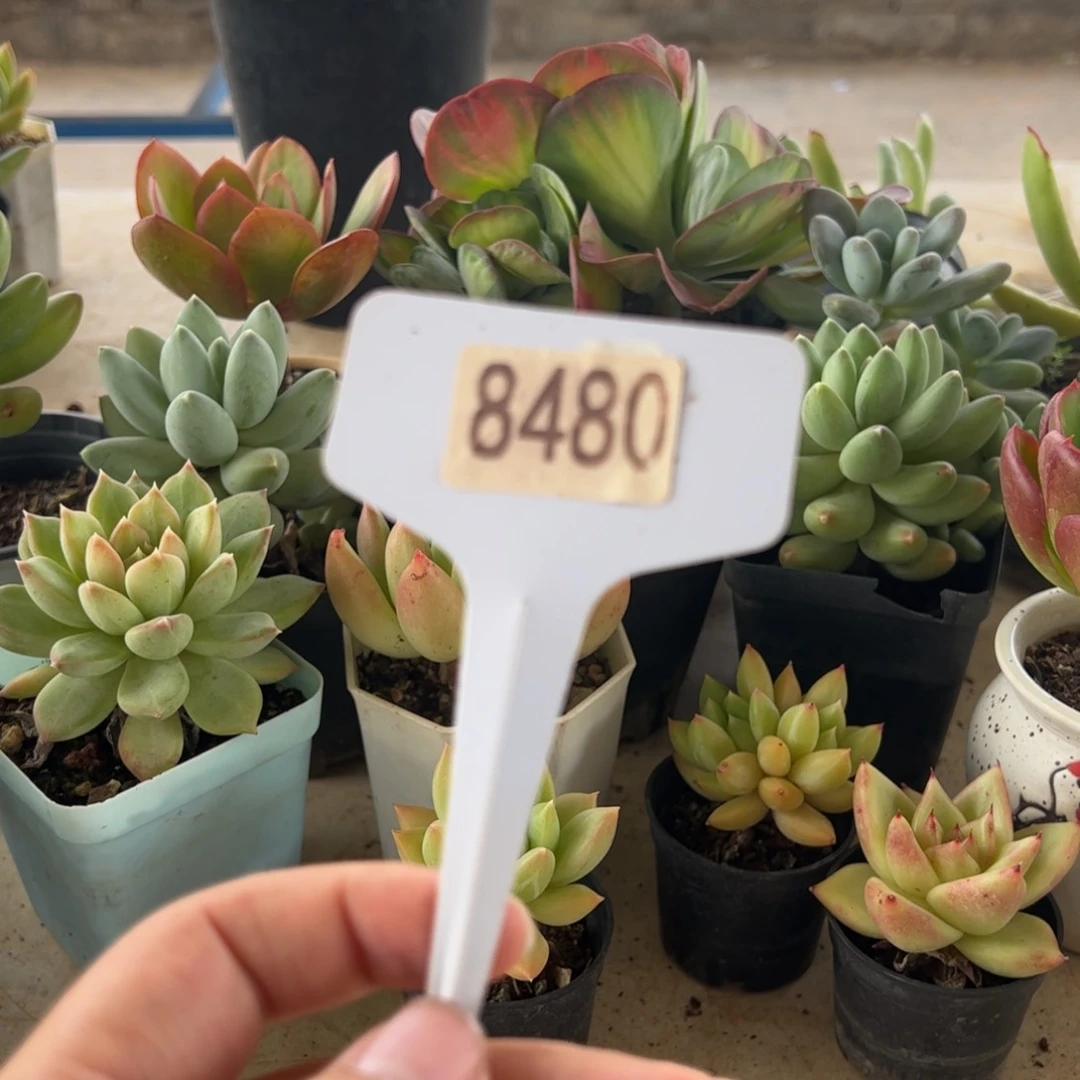 【闪购商品】又****天8480。 111111111