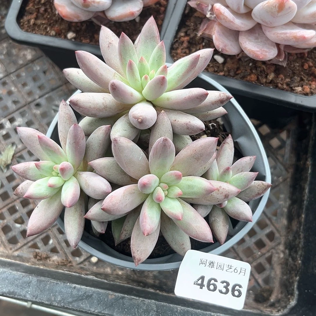 阿雅园艺。   4636虞美人