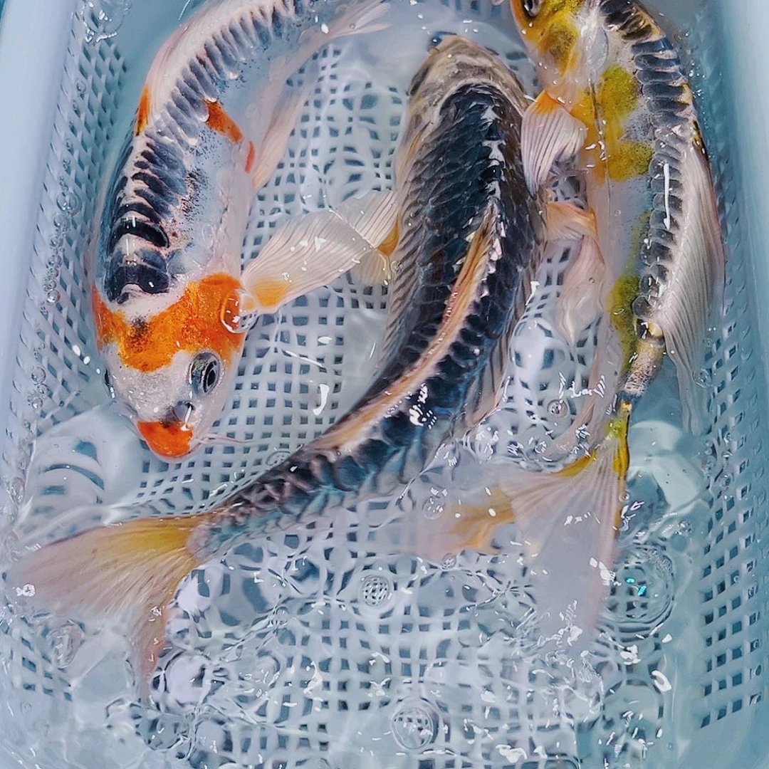 锦鲤锦鲤冷水鱼观赏140