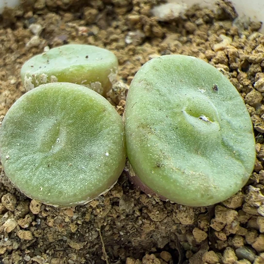 大家过年好22749