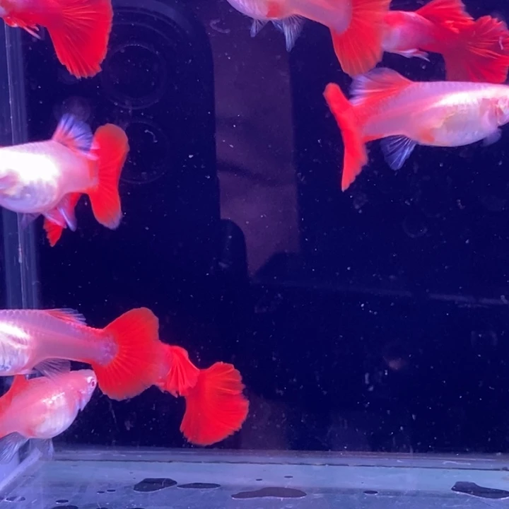 孔雀鱼扇子白子10条