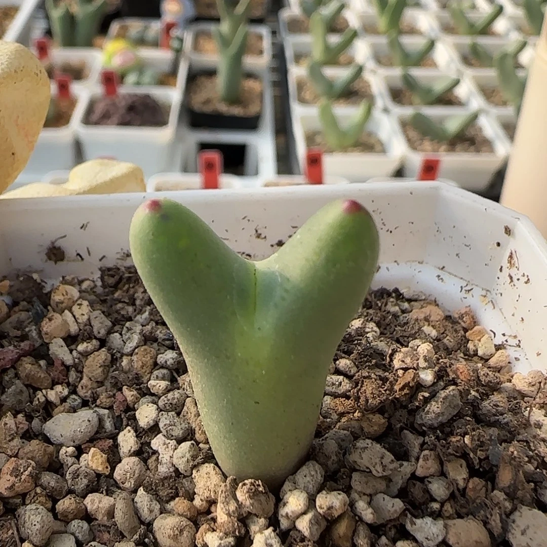 11-25-8-1当天满38包邮皮卡丘脱土