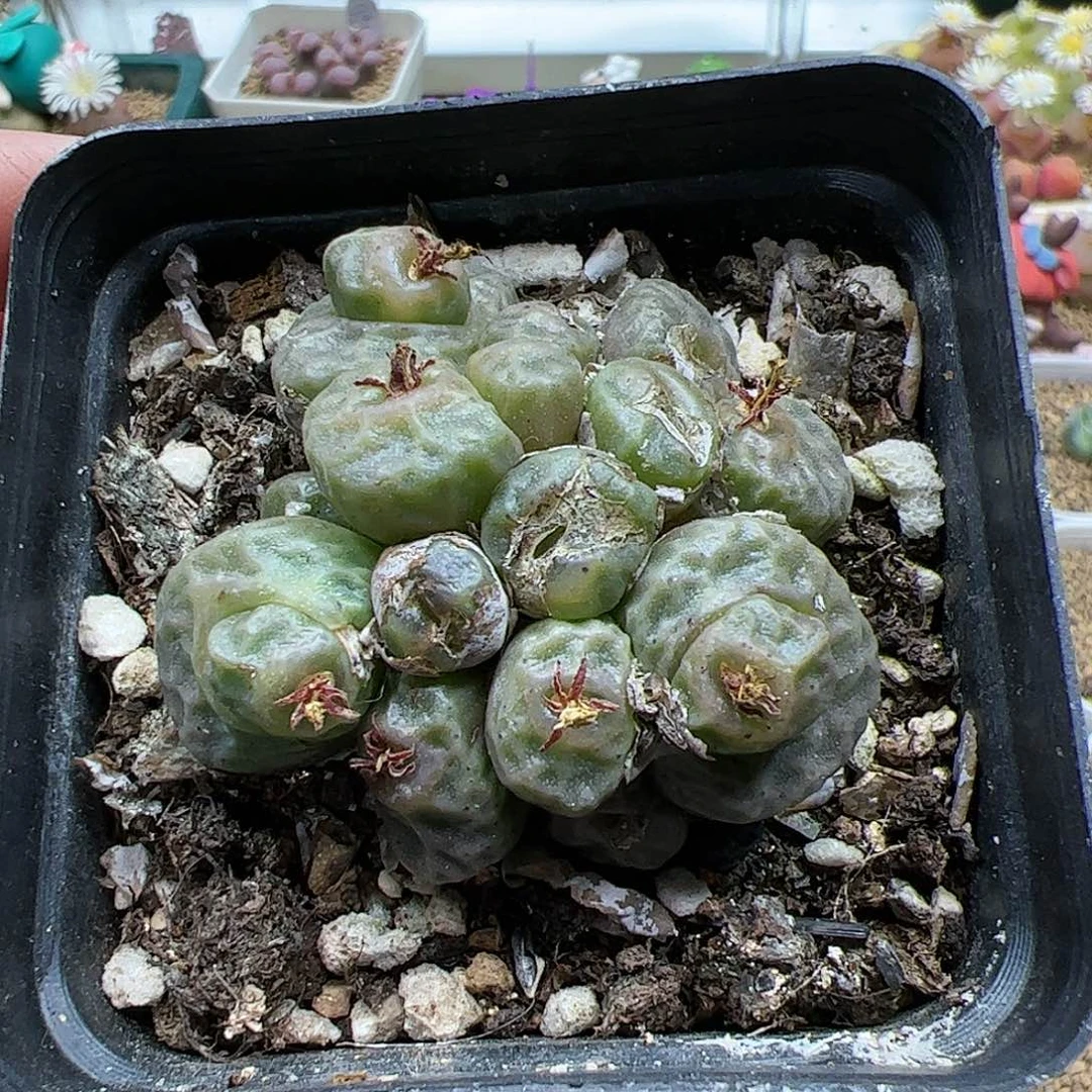 【闪购商品】263 双11福利