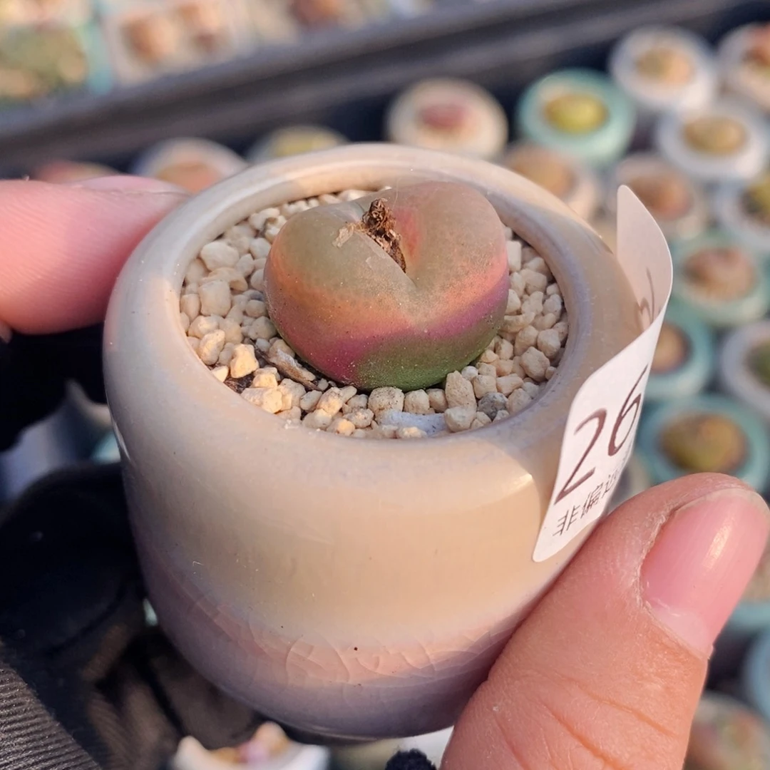 2676-一物一拍带盆