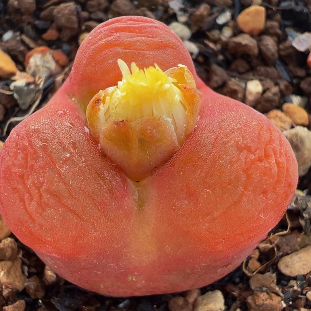 红水蜜桃奔驰多肉植物