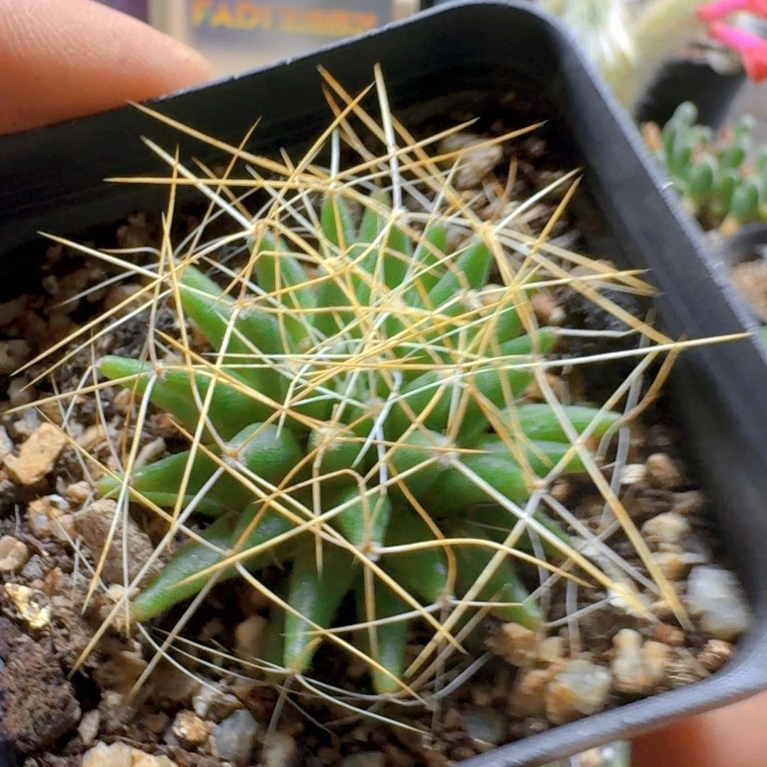 564长刺琴丝脱土发货