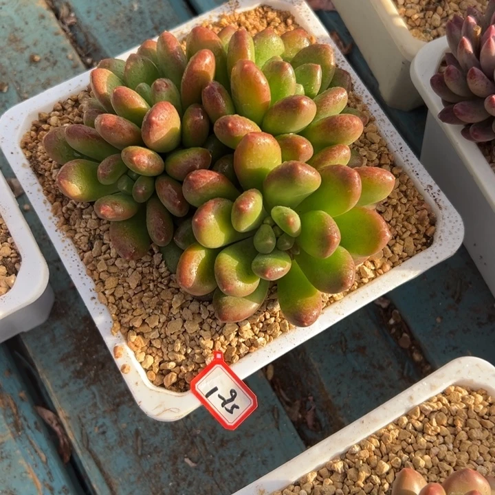 天***辉精品多肉植物老桩新品美人