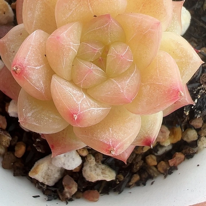 多肉植物一颗3号