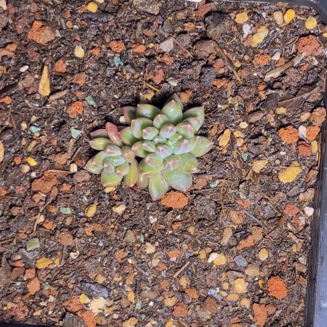 多肉植物伊卡鲁斯缀390