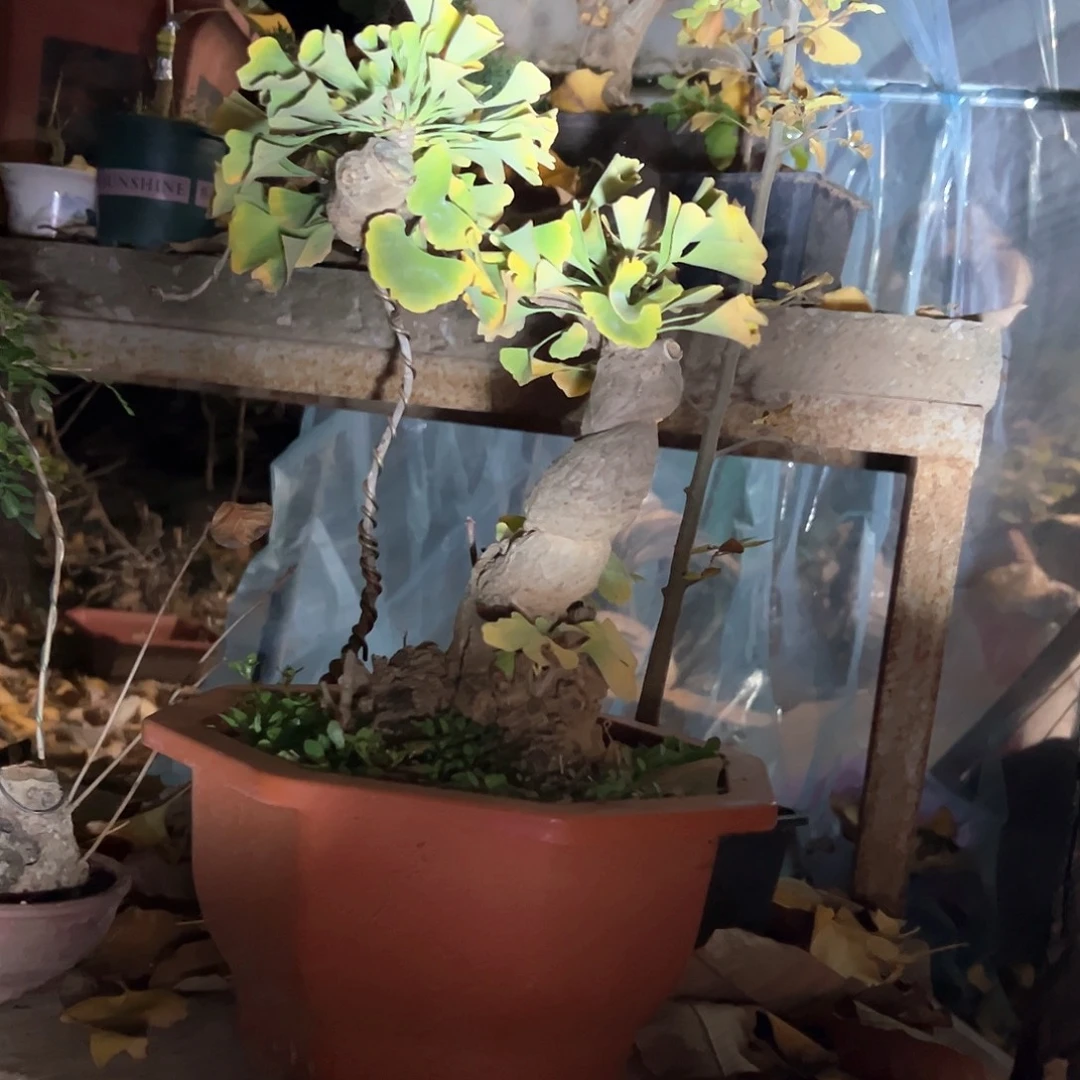 ****两无花朵银杏盆景带盆