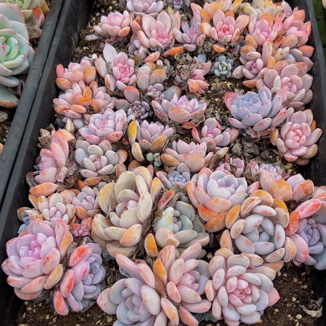 372点的地方v别别扭扭