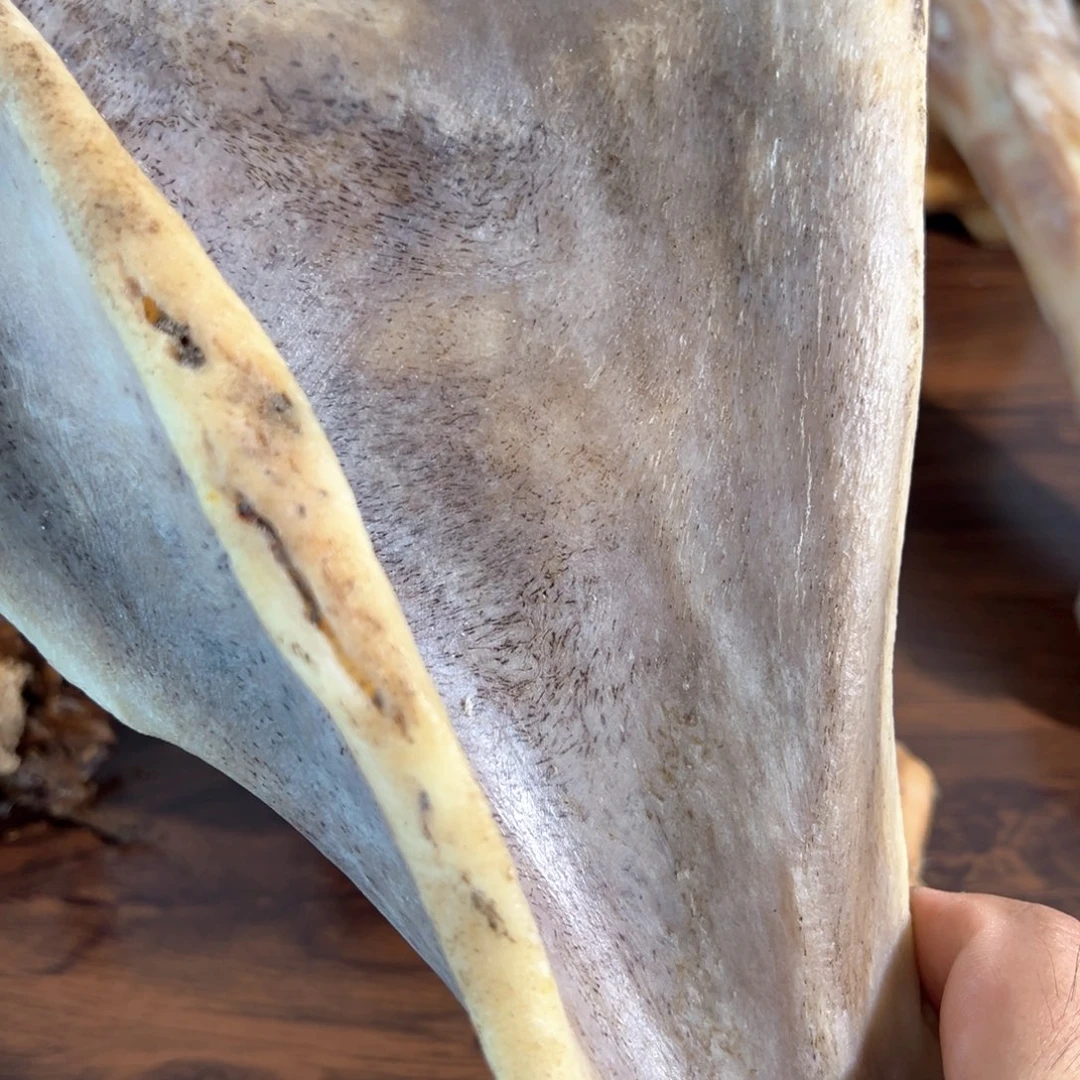 hhu肩胛骨肩胛骨肩胛骨