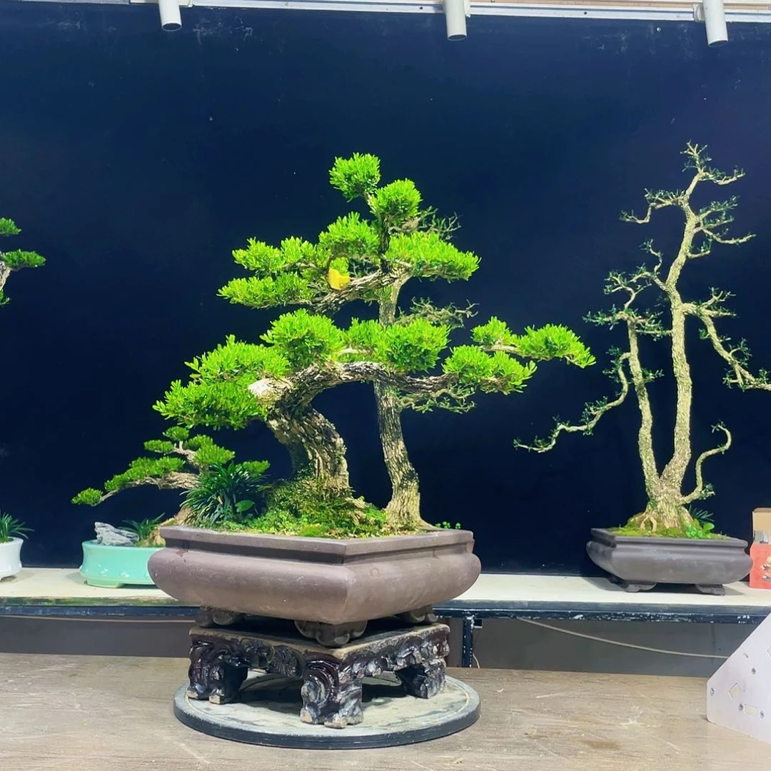 完全开放黄杨盆景四季常青