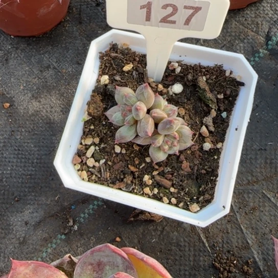 127伊丽莎白多肉植物多