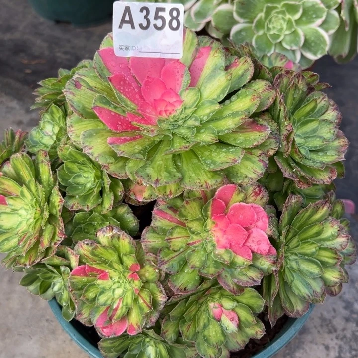 358知否20厘米左右