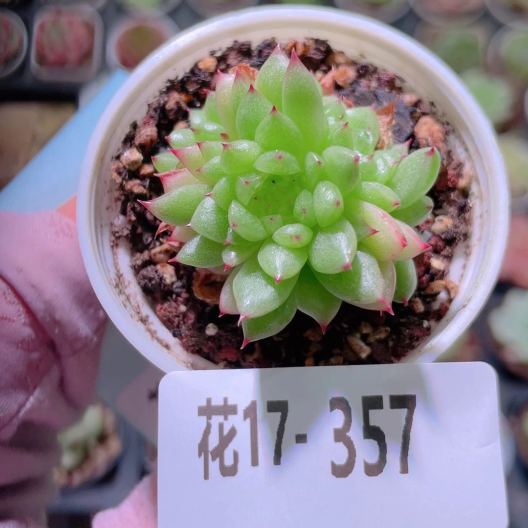 花利美17-357海王