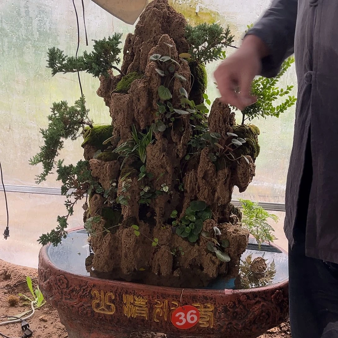 L***k无花朵裸石，种小叶霹雳