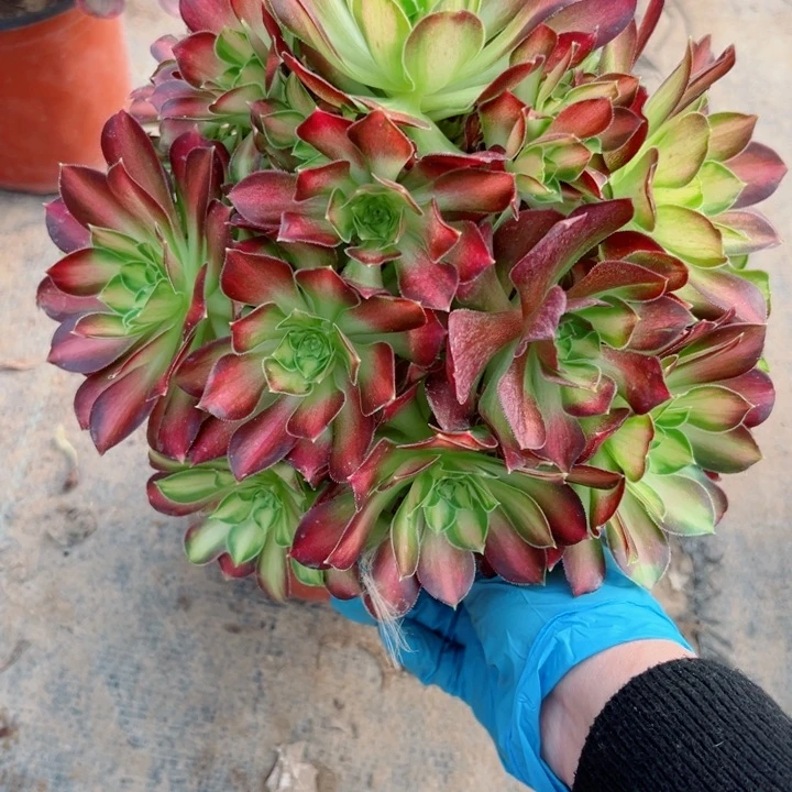 289韶华多肉植物