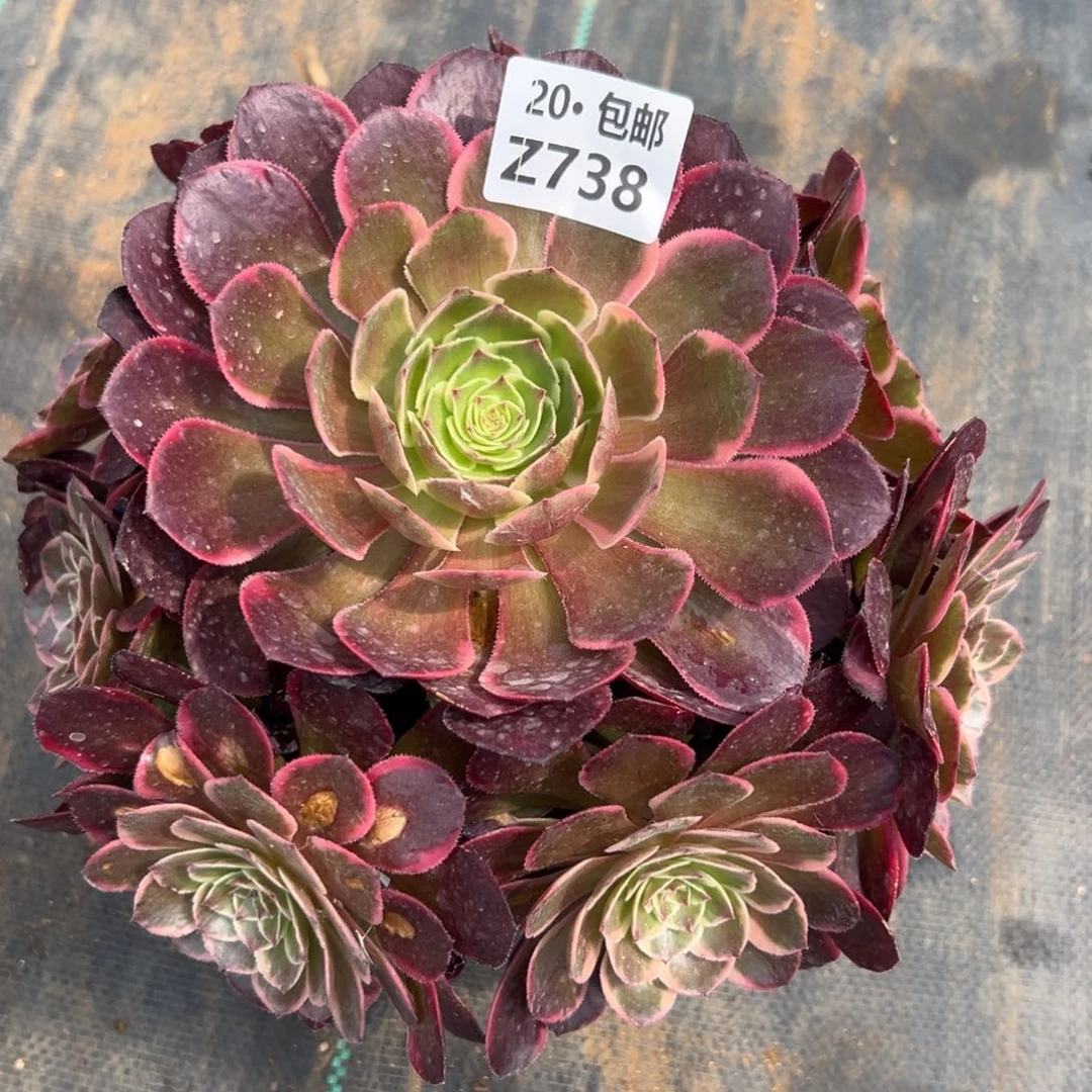 738粉花妖，满20包邮