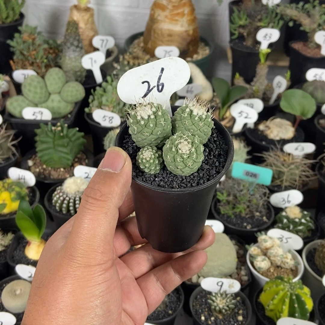 实生多头菊水一个