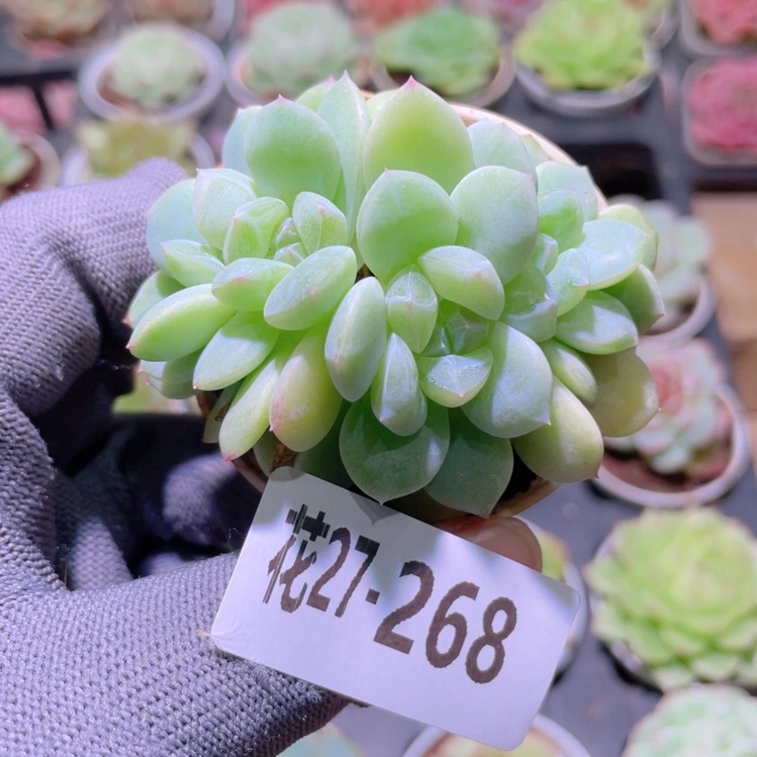花利美27-268新品珍妮