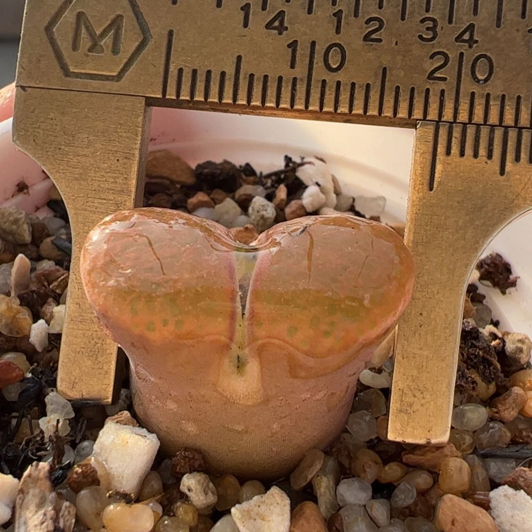 多肉植物百科741