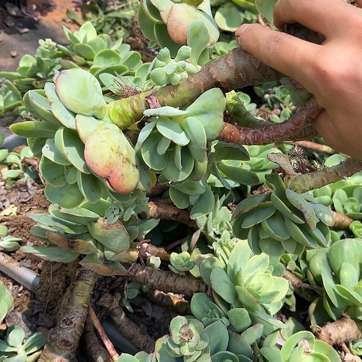 碧桃9.99多肉植物