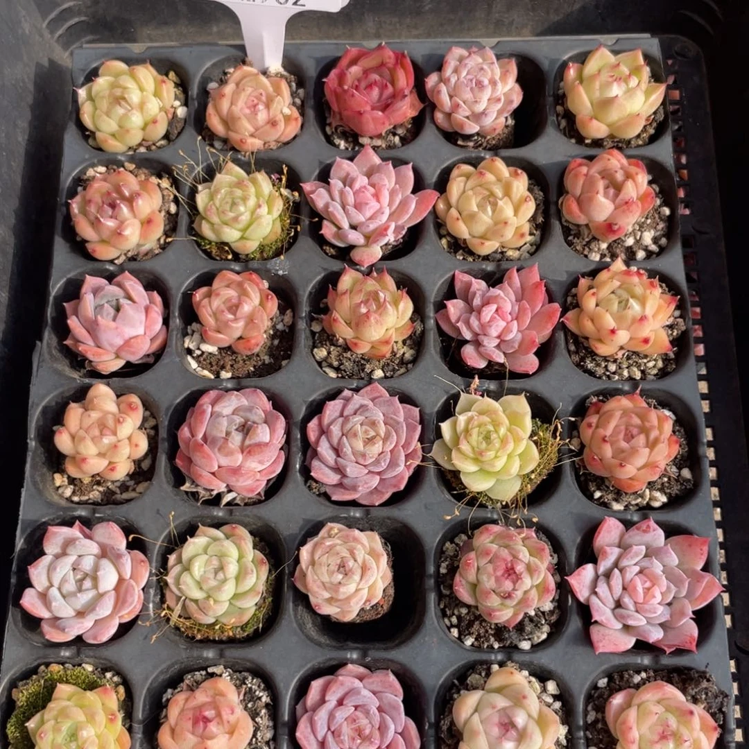 不包整散 盆子不售后2902