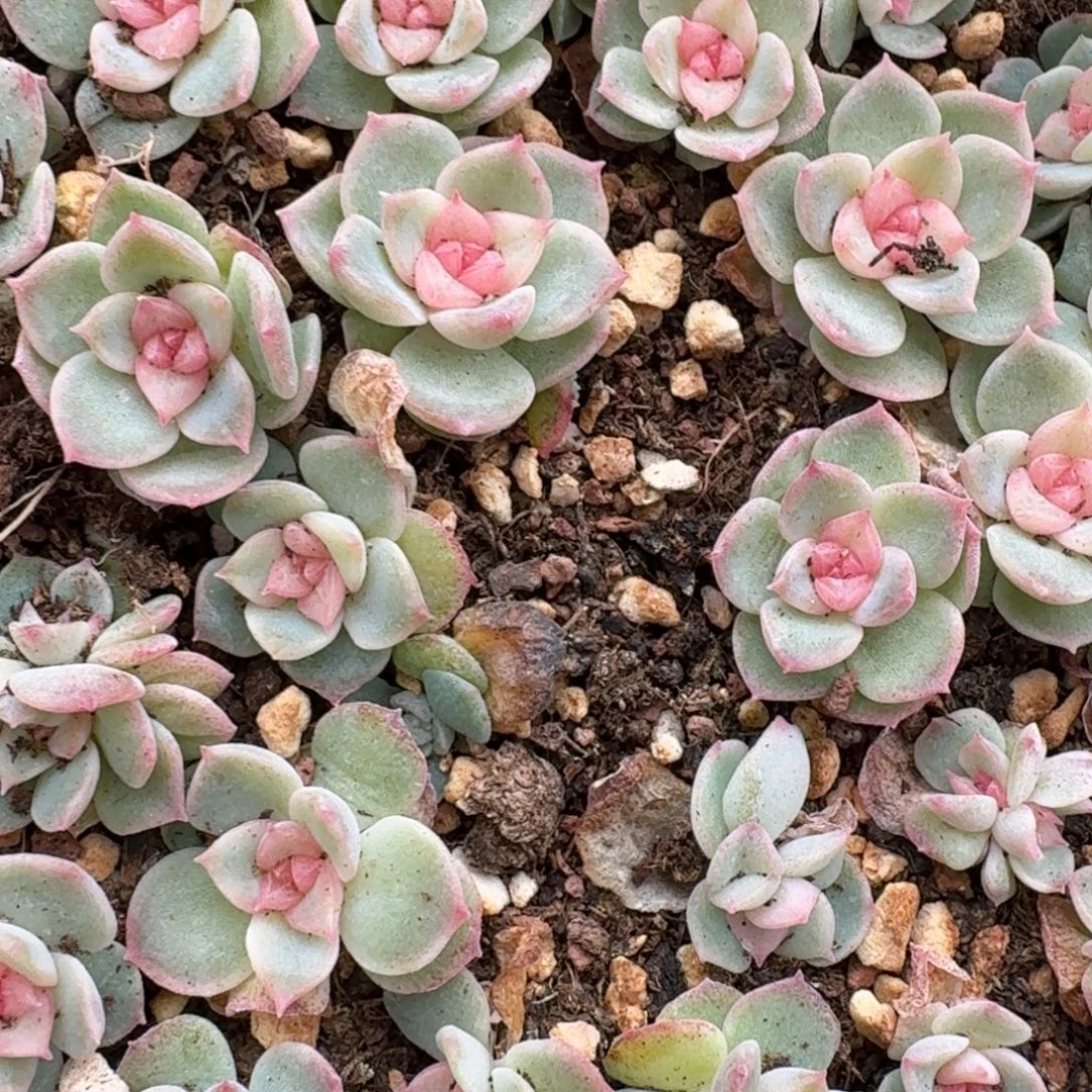 如图麦芽糖103叶插苗随机3颗