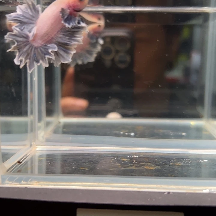 斗鱼满30包邮1日61