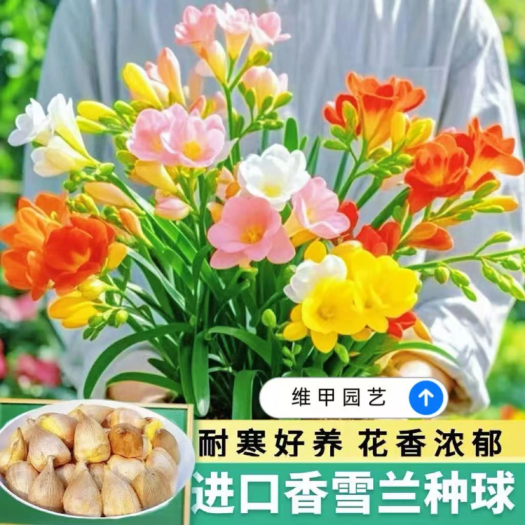 香雪兰种球小苍兰耐寒多年生球根易种花卉盆栽种子浓香观花绿植物