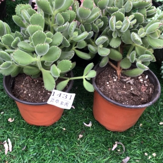 熊童子，1431，一物一拍