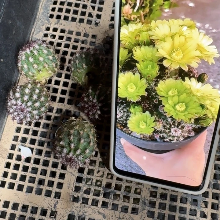 30青花虾切口大歪3公分左右无根侧牙小，20包邮