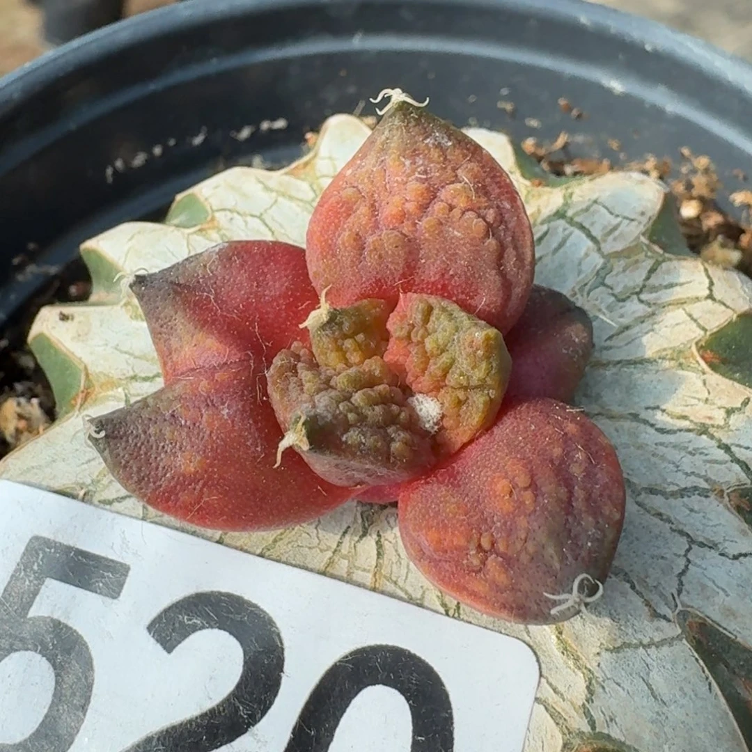 【闪购商品】哥斯拉红锦520