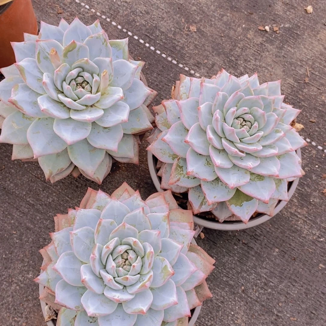 粉蓝鸟大单头老桩三盆