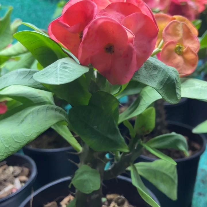 泰品扦插一物一拍